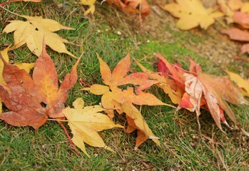 The Colorful Maple Leaves in Autumn at Japan