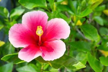 flower with green leaf