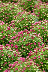 Attractive Little Red Violet Chrysanthemum Flowers
