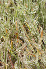 Ice-covered grass