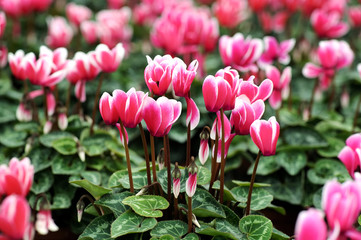 Variegated white and pink cyclamen flowers - obrazy, fototapety, plakaty