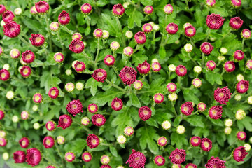 Background of flowering pink chrysanthemum