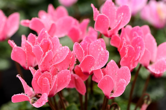 Colorful pink cyclamen flowers