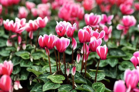 Variegated white and pink cyclamen flowers