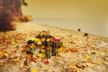 stump with autumn leaves