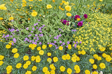 various flowers in the garden