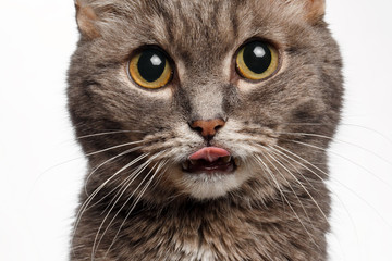 closeup of a gray cat with big round eyes licked