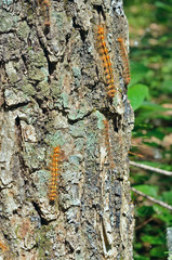 Caterpillars of gypsy moth 4