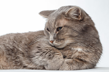 gray cat lying paws clasped together