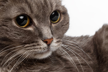 closeup gray cat with big round eyes
