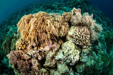 Wanddecoratie Onder water Mushroom leather coral in Banda, Indonesia underwater  © fenkieandreas