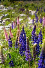 Majestic mountain with llupins blooming,Lake Tekapo,New Zealand