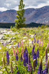 Majestic mountain with llupins blooming,Lake Tekapo,New Zealand