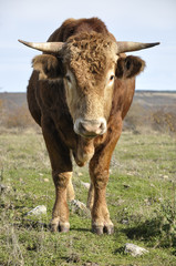 Young brown bull in a meadow in Spain