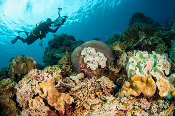 Divers, mushroom leather coral in Banda, Indonesia underwater