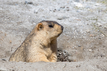 Funny marmot peeking out of a burrow in Ladakh, India
