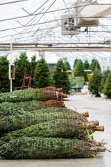 Christmas tree farm