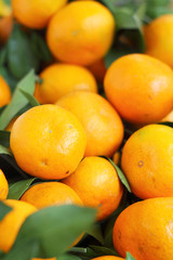 orange fruits in the market