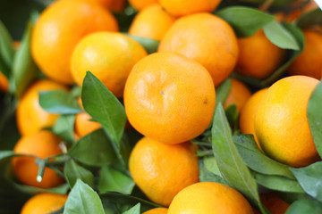 orange fruits in the market