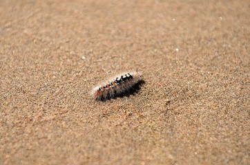 Centipede on the sand
