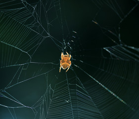 Cross spider