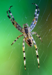 Cross spider