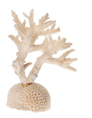 white isolated coral branch