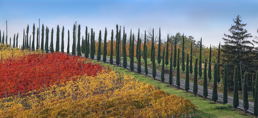 Colored road of cypresses