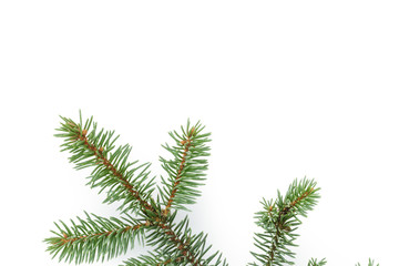 spruce twig on white background