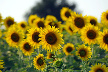 sunflower
