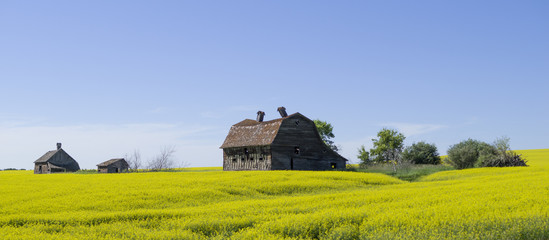 Canola Field