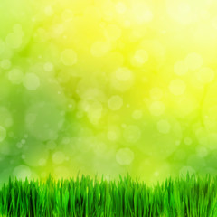 Obraz premium High resolution image of fresh green grass on nature blur.