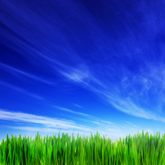 Fototapeta na wymiar High resolution image of fresh green grass and blue sky