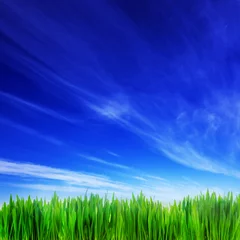 Photo sur Plexiglas Printemps High resolution image of fresh green grass and blue sky