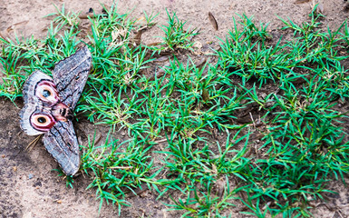 farfalla, namibia, Africa