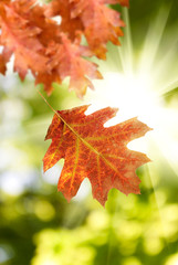 image of  autumn leaf against the sun
