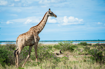 Giraffa, Namibia, Africa