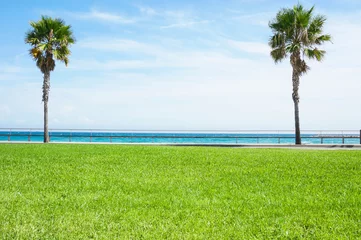 Keuken foto achterwand Bomen palm trees in the grass on the sky background