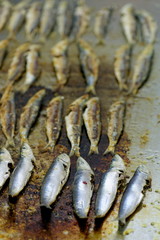 grilling young sardines on open BBQ