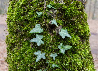 L'arrampicante © johnnymix