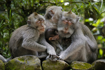 Naklejka na ściany i meble Monkey family sleeping