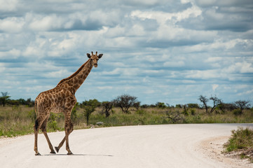 Giraffa, Namibia, Africa