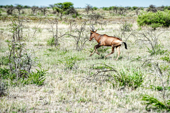 Cudu, Namibia, Africa