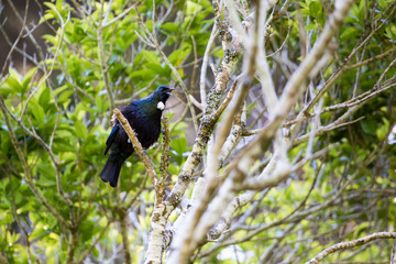 Tui Bird/ a native of New Zealand