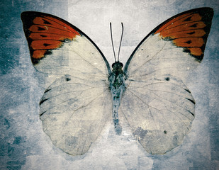 Naklejka na ściany i meble butterfly