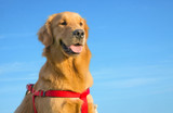 Golden retriever con cielo