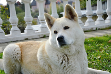 Fototapeta premium Akita Inu Japanese breed on the garden