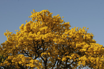 Yellow Lapacho tree