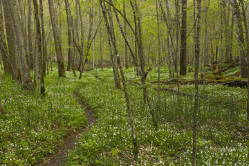 Spring Trail Scenic