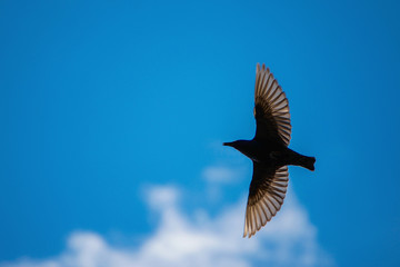 Bird soaring in the sky